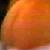 HBK's ass.